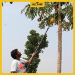 Hectare Hectare Papaya Harvester (Without Pole) – Premium Fruit Harvesters - Image 4