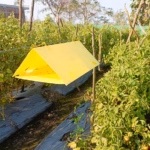 DELTA TRAP & Sticky Liner (PT101 / PT113) – Insect Monitoring Trap | GREEN REVOLUTION - Image 2