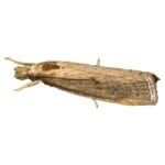 ESB Lure for Sugarcane Crop – PL216 | Green Revolution - Image 3