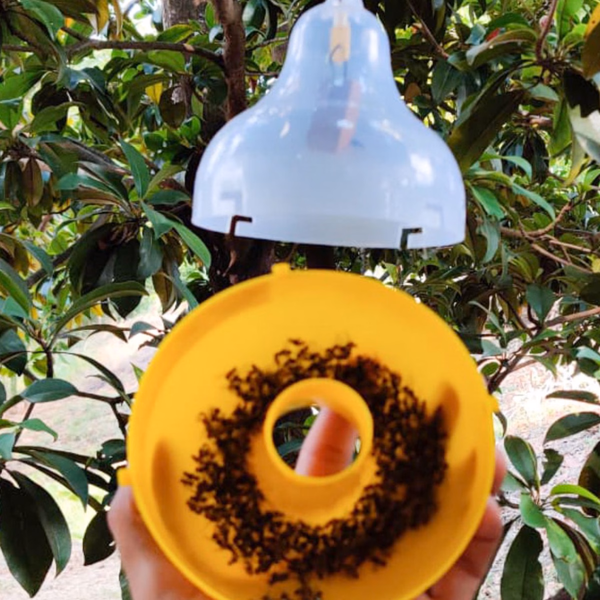 MAXPLUS TRAP (PT104) – McPhail Type Insect Trap | GREEN REVOLUTION - Image 4
