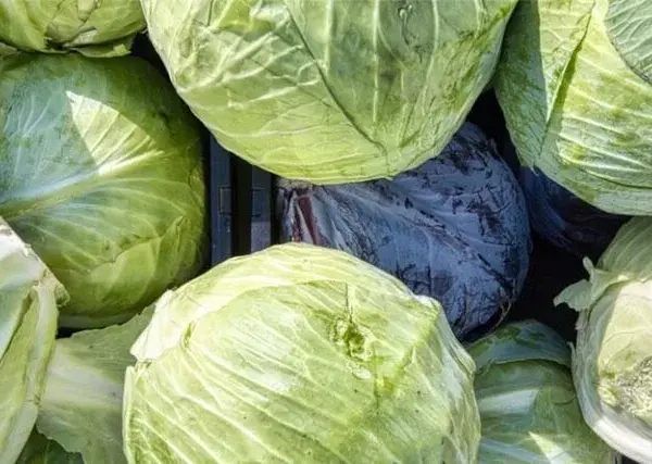 Buy Namdhari NS 1319 (F1) Cabbage Seeds – Early Maturity, High Yield (1,000–1,200g)