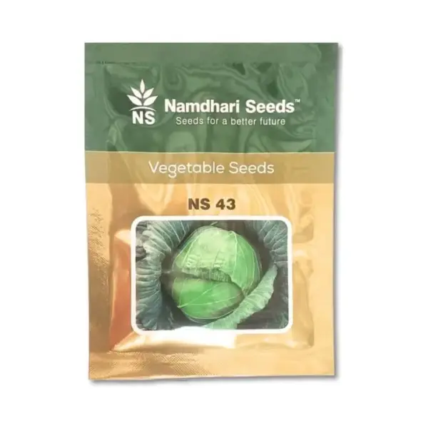 Namdhari Cabbage NS 43 (F1) Seeds – Mid Maturity Hybrid with Flat Heads