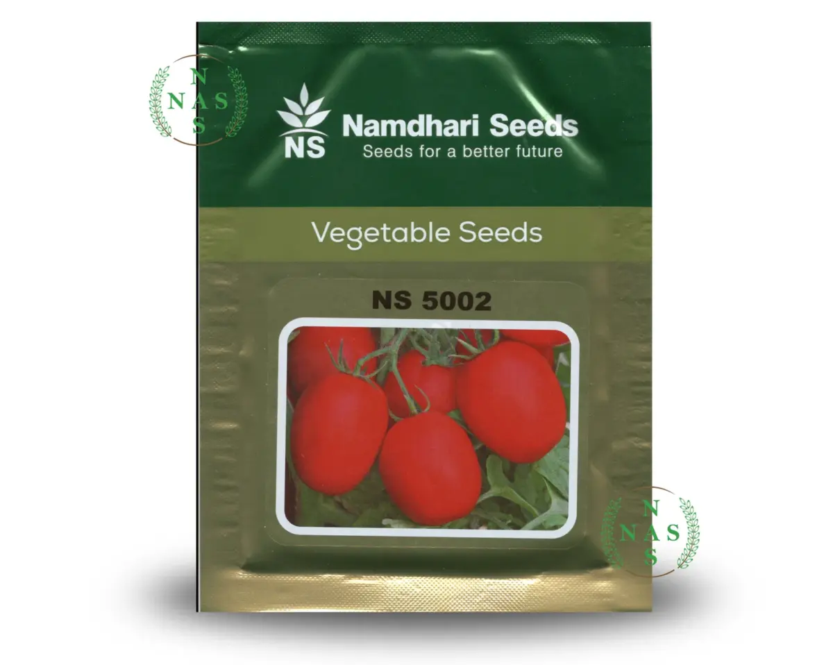 NS 5002 (1068) F1 Determinate Tomato Seeds – Oval Saladette | Namdhari - Image 1