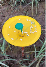 Sugarcane Top-B Lure for Pest Control – PL226 | Green Revolution - Image 2