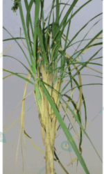 Sugarcane Top-B Lure for Pest Control – PL226 | Green Revolution
