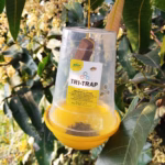 TRI TRAP Fruit Fly Trap – Easy & Economic | GREEN REVOLUTION (PT103) - Image 2
